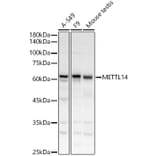 Western Blot - Anti-METTL14 Antibody (A10449) - Antibodies.com