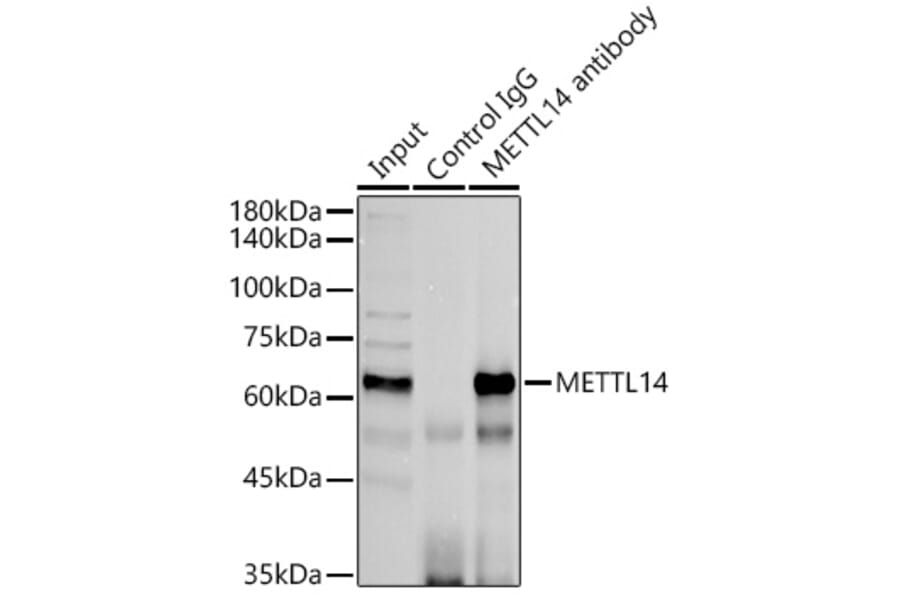 Western Blot - Anti-METTL14 Antibody (A10449) - Antibodies.com