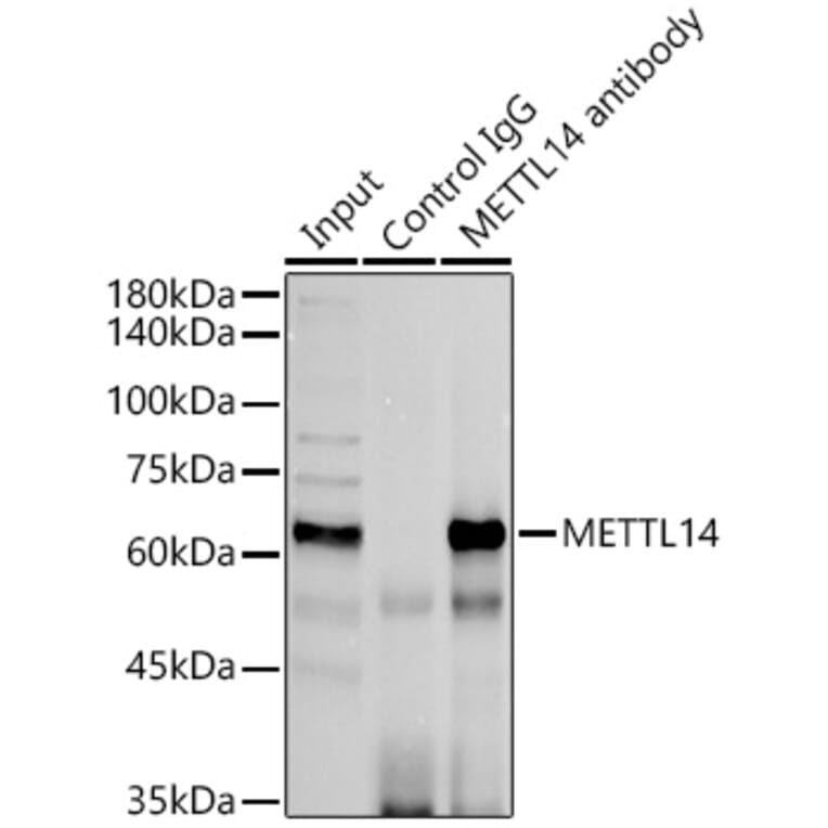 Western Blot - Anti-METTL14 Antibody (A10449) - Antibodies.com