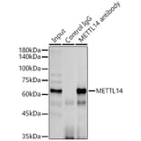 Western Blot - Anti-METTL14 Antibody (A10449) - Antibodies.com