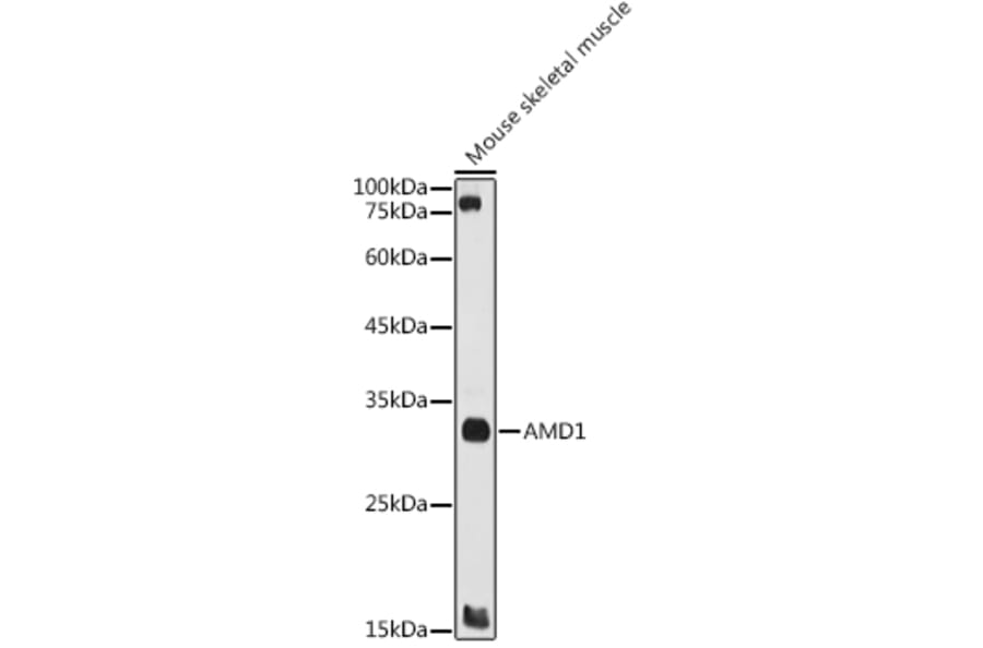 Western Blot - Anti-AMD1 Antibody (A10450) - Antibodies.com