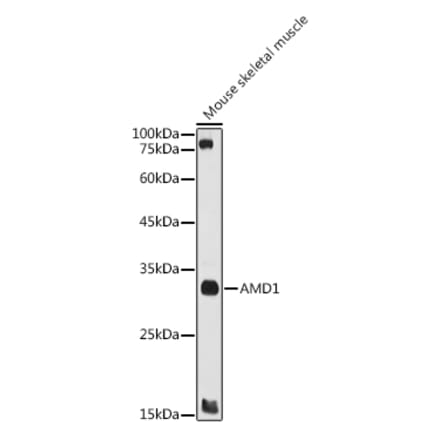 Western Blot - Anti-AMD1 Antibody (A10450) - Antibodies.com