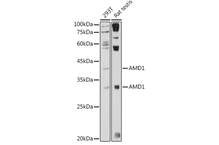 Western Blot - Anti-AMD1 Antibody (A10450) - Antibodies.com