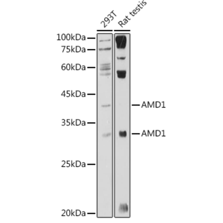Western Blot - Anti-AMD1 Antibody (A10450) - Antibodies.com