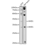 Western Blot - Anti-AMD1 Antibody (A10450) - Antibodies.com