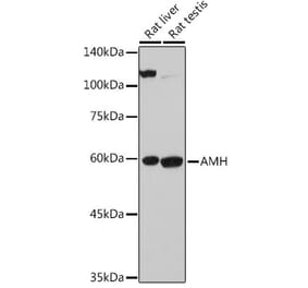 Western Blot - Anti-AMH Antibody (A10451) - Antibodies.com