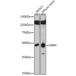 Western Blot - Anti-AMH Antibody (A10451) - Antibodies.com