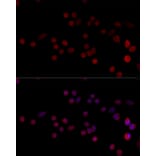 Immunofluorescence - Anti-HNRPH3 Antibody (A8549) - Antibodies.com