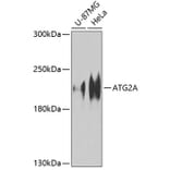 Western Blot - Anti-ATG2A Antibody (A10459) - Antibodies.com