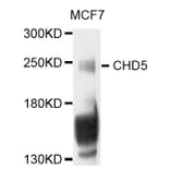 Western Blot - Anti-CHD5 Antibody (A8578) - Antibodies.com