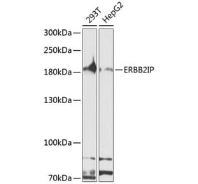 Western Blot - Anti-Erbin Antibody (A10463) - Antibodies.com