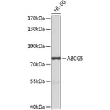 Western Blot - Anti-ABCG5 Antibody (A10465) - Antibodies.com
