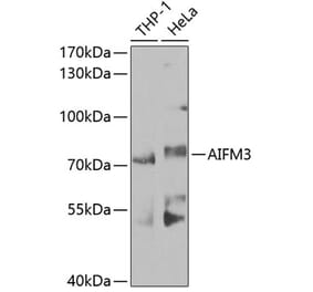 Western Blot - Anti-AIFM3 Antibody (A10467) - Antibodies.com