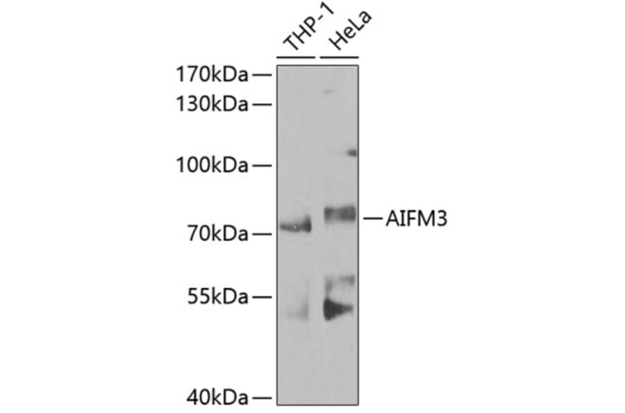 Western Blot - Anti-AIFM3 Antibody (A10467) - Antibodies.com