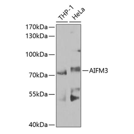 Western Blot - Anti-AIFM3 Antibody (A10467) - Antibodies.com