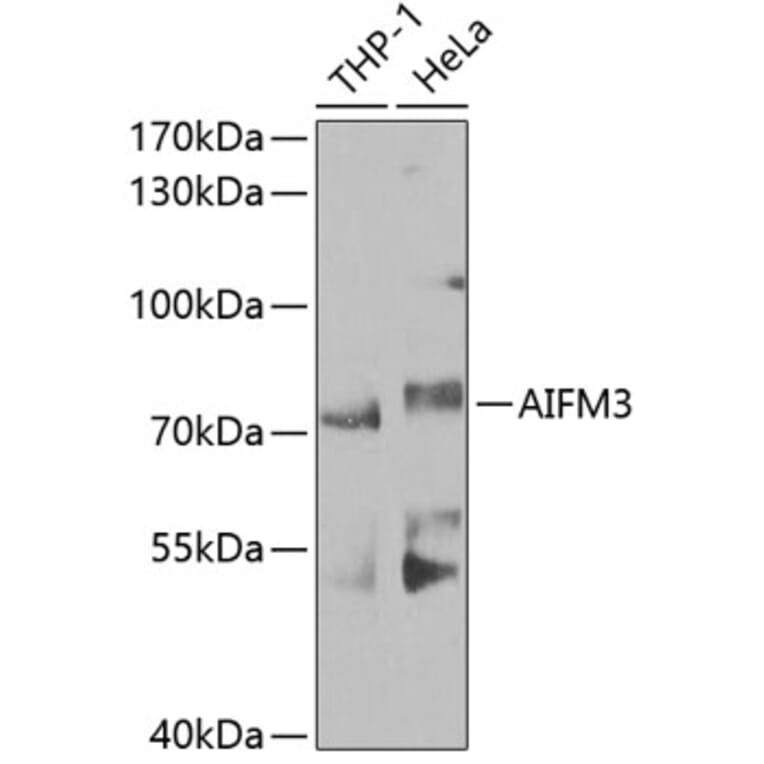 Western Blot - Anti-AIFM3 Antibody (A10467) - Antibodies.com