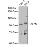 Western Blot - Anti-AIFM3 Antibody (A10467) - Antibodies.com