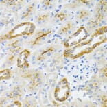 Immunohistochemistry - Anti-AIFM3 Antibody (A10467) - Antibodies.com