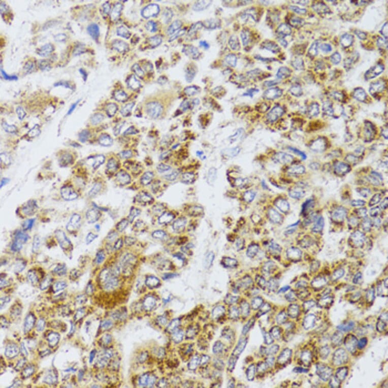 Immunohistochemistry - Anti-AIFM3 Antibody (A10467) - Antibodies.com