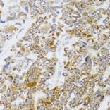 Immunohistochemistry - Anti-AIFM3 Antibody (A10467) - Antibodies.com