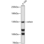 Western Blot - Anti-HFM1 Antibody (A10468) - Antibodies.com