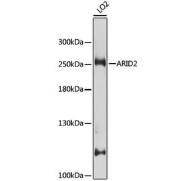 Western Blot - Anti-ARID2 Antibody (A10469) - Antibodies.com