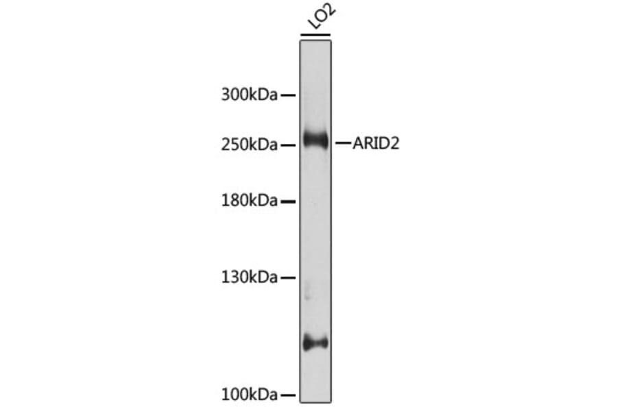 Western Blot - Anti-ARID2 Antibody (A10469) - Antibodies.com