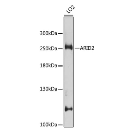 Western Blot - Anti-ARID2 Antibody (A10469) - Antibodies.com