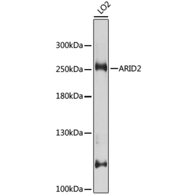 Western Blot - Anti-ARID2 Antibody (A10469) - Antibodies.com