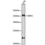 Western Blot - Anti-ARID2 Antibody (A10469) - Antibodies.com