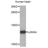 Western Blot - Anti-LAMA4 Antibody (A8639) - Antibodies.com