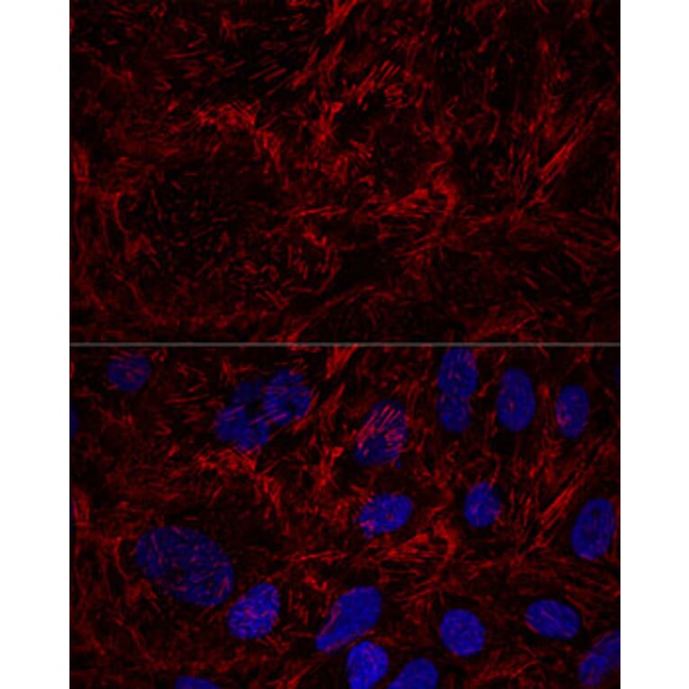 Immunofluorescence - Anti-MSF Antibody (A10485) - Antibodies.com