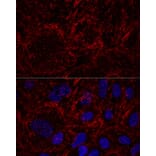 Immunofluorescence - Anti-MSF Antibody (A10485) - Antibodies.com