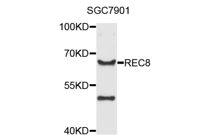 Western Blot - Anti-REC8 Antibody (A8660) - Antibodies.com