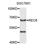 Western Blot - Anti-REC8 Antibody (A8660) - Antibodies.com