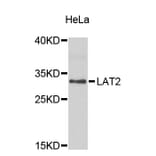 Western Blot - Anti-LAT2 Antibody (A8675) - Antibodies.com
