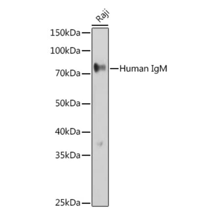 Western Blot - Anti-Human IgM Antibody (A10491) - Antibodies.com