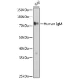 Western Blot - Anti-Human IgM Antibody (A10491) - Antibodies.com