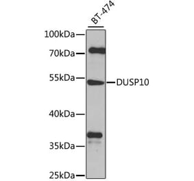 Western Blot - Anti-DUSP10 Antibody (A10502) - Antibodies.com