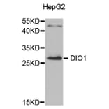 Western Blot - Anti-DIO1 Antibody (A8761) - Antibodies.com