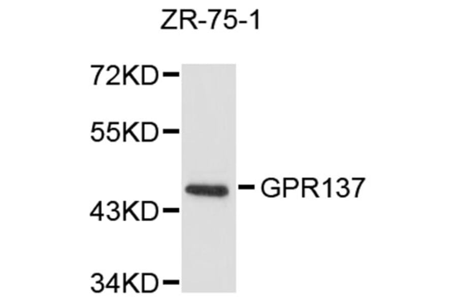Western Blot - Anti-GPR137 Antibody (A8769) - Antibodies.com