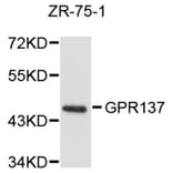 Western Blot - Anti-GPR137 Antibody (A8769) - Antibodies.com