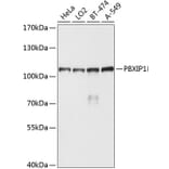 Western Blot - Anti-PBXIP1/HPIP Antibody (A10515) - Antibodies.com