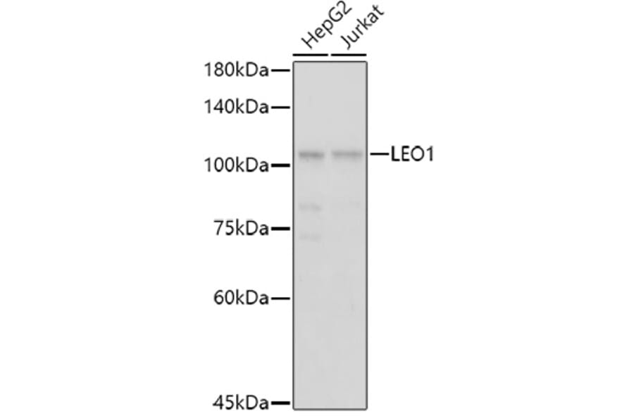 Western Blot - Anti-LEO1/RDL Antibody (A10520) - Antibodies.com
