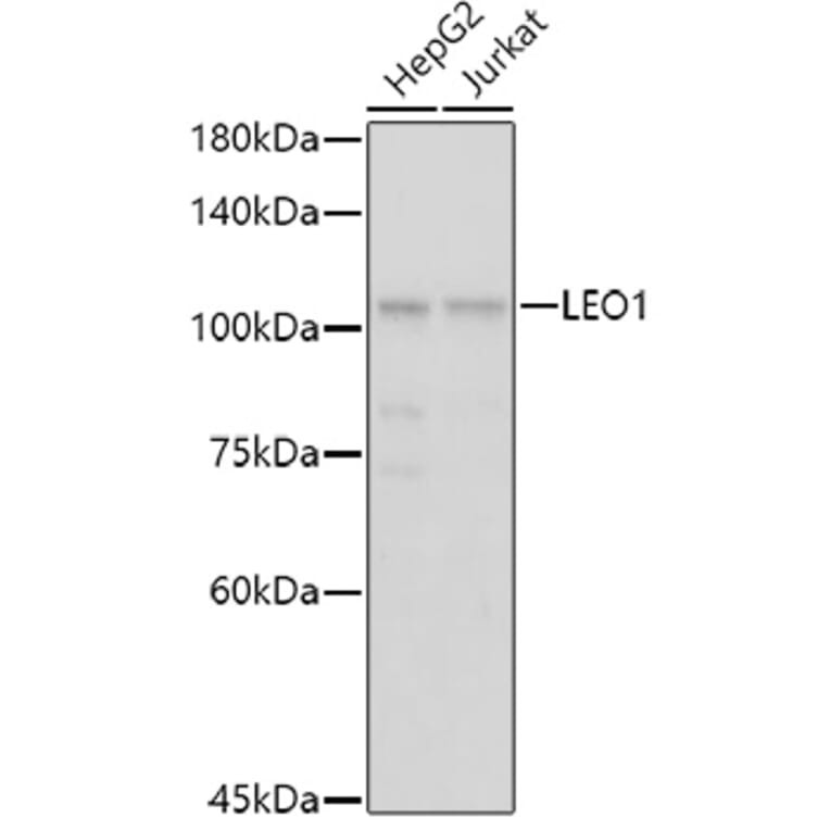 Western Blot - Anti-LEO1/RDL Antibody (A10520) - Antibodies.com