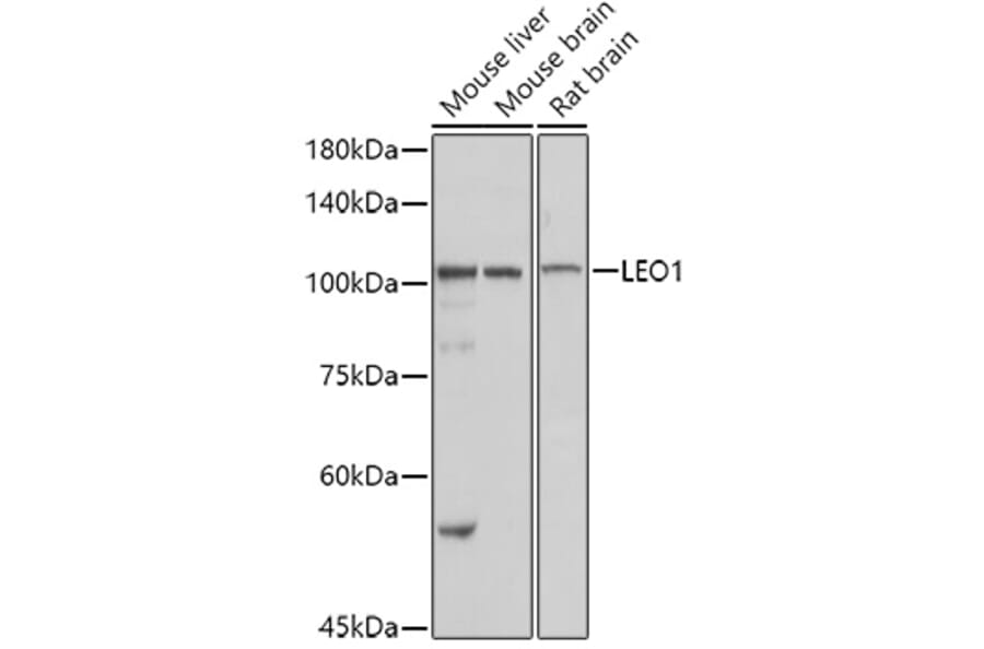 Western Blot - Anti-LEO1/RDL Antibody (A10520) - Antibodies.com