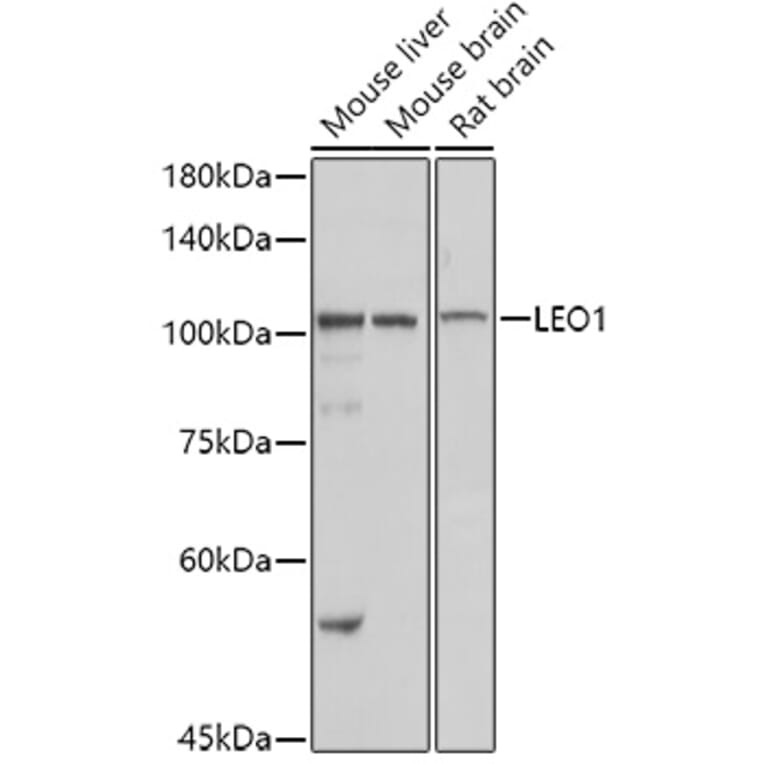 Western Blot - Anti-LEO1/RDL Antibody (A10520) - Antibodies.com