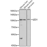 Western Blot - Anti-LEO1/RDL Antibody (A10520) - Antibodies.com