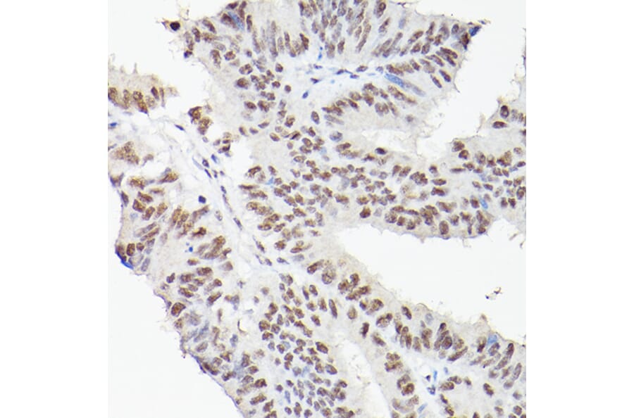 Immunohistochemistry - Anti-LEO1/RDL Antibody (A10520) - Antibodies.com