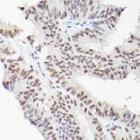 Immunohistochemistry - Anti-LEO1/RDL Antibody (A10520) - Antibodies.com